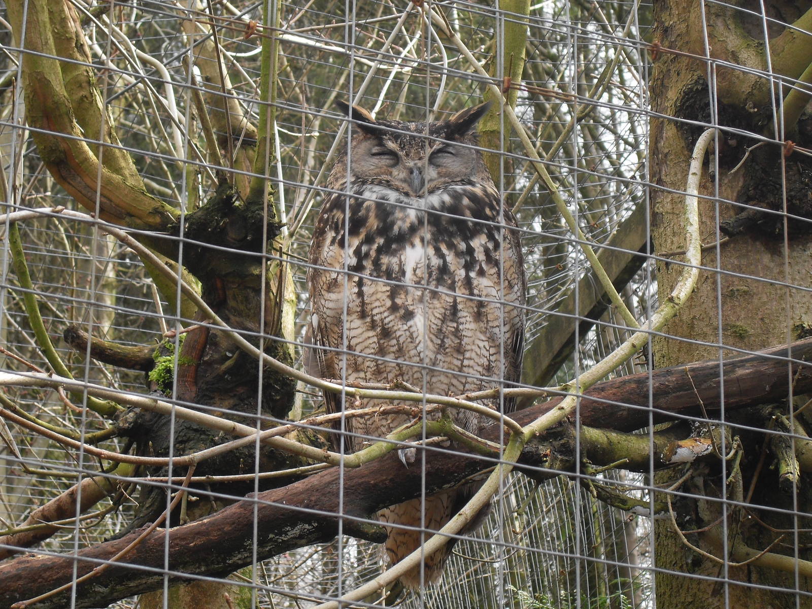 Eagle owl