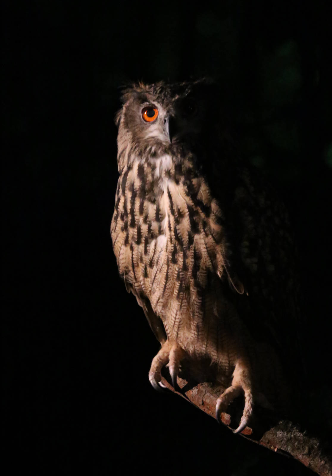 Eagle Owl?
