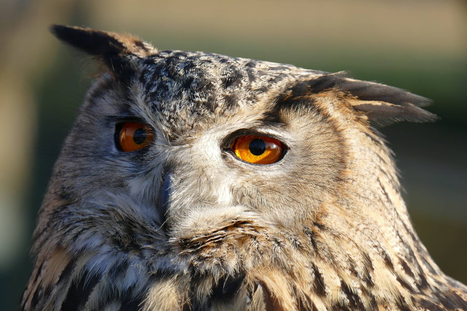 Eagle Owl