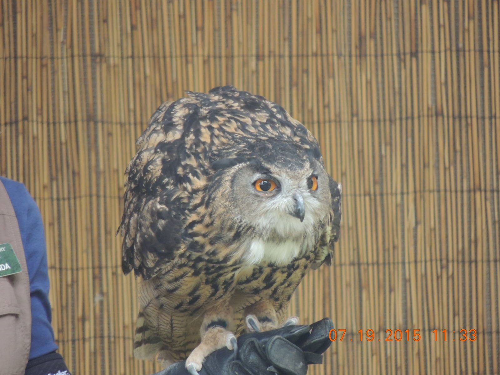 eagle owl