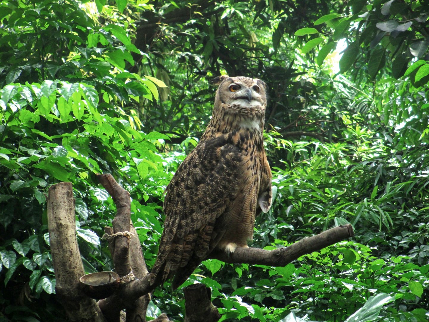 Eagle Owl