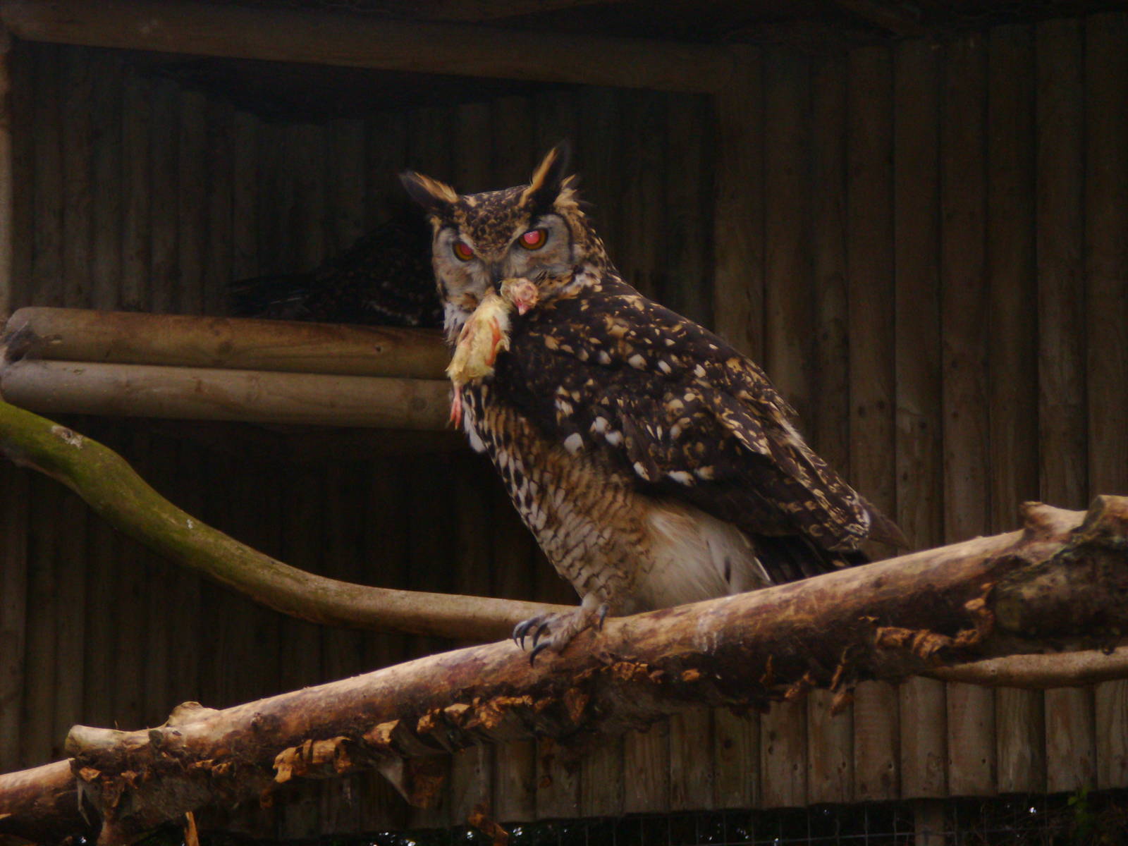 Eagle Owl