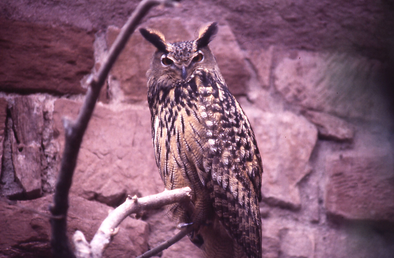 Eagle-Owl