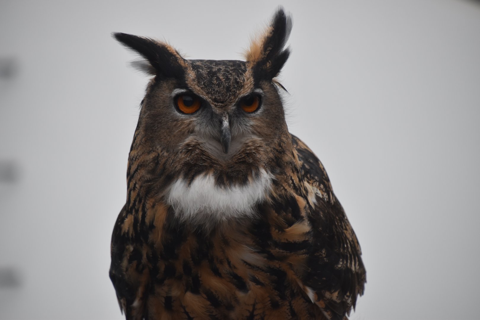 Eagle owl