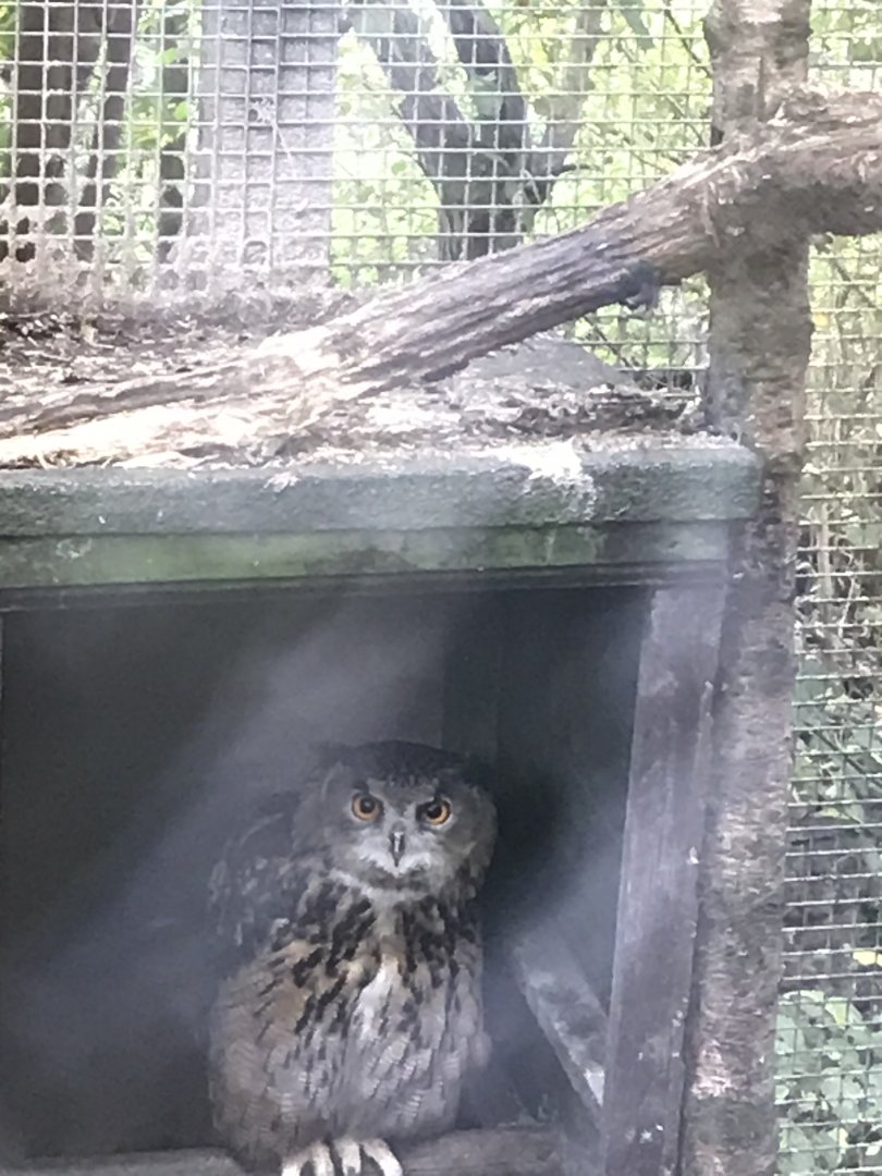 Eagle owl