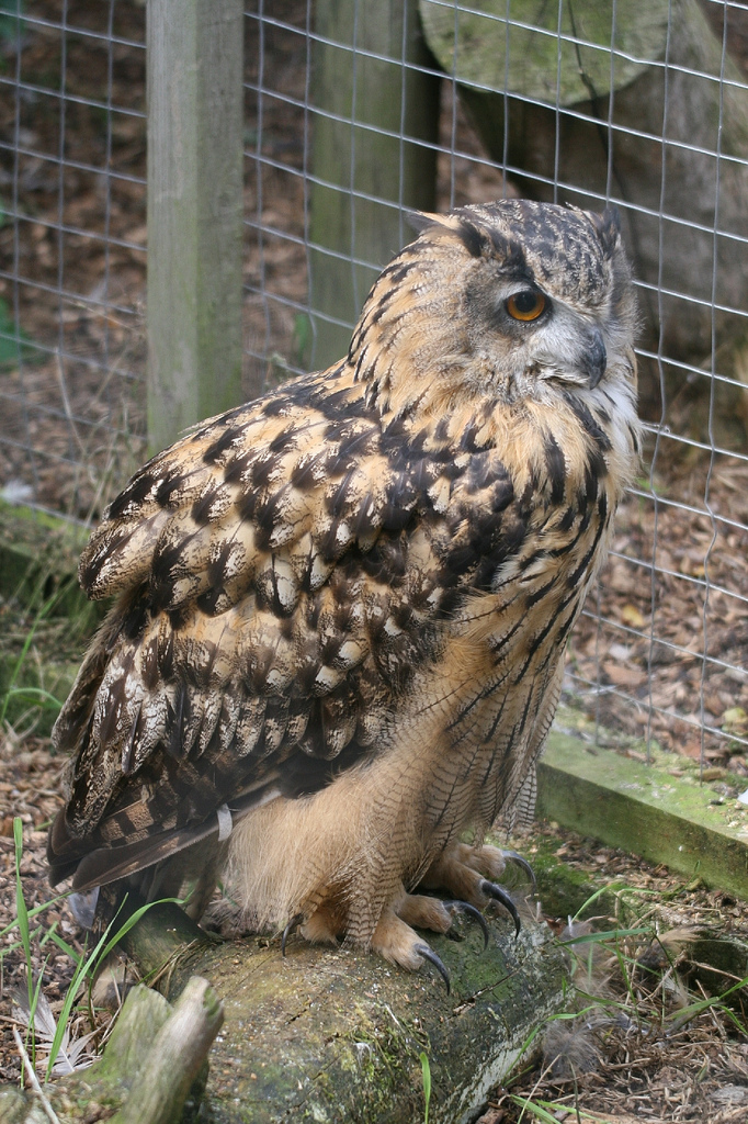 Eagle Owl