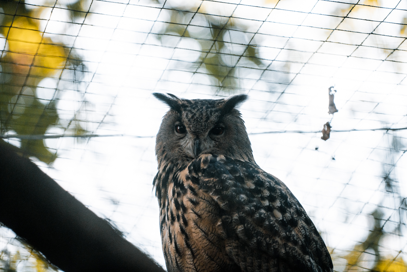 Eagle Owl