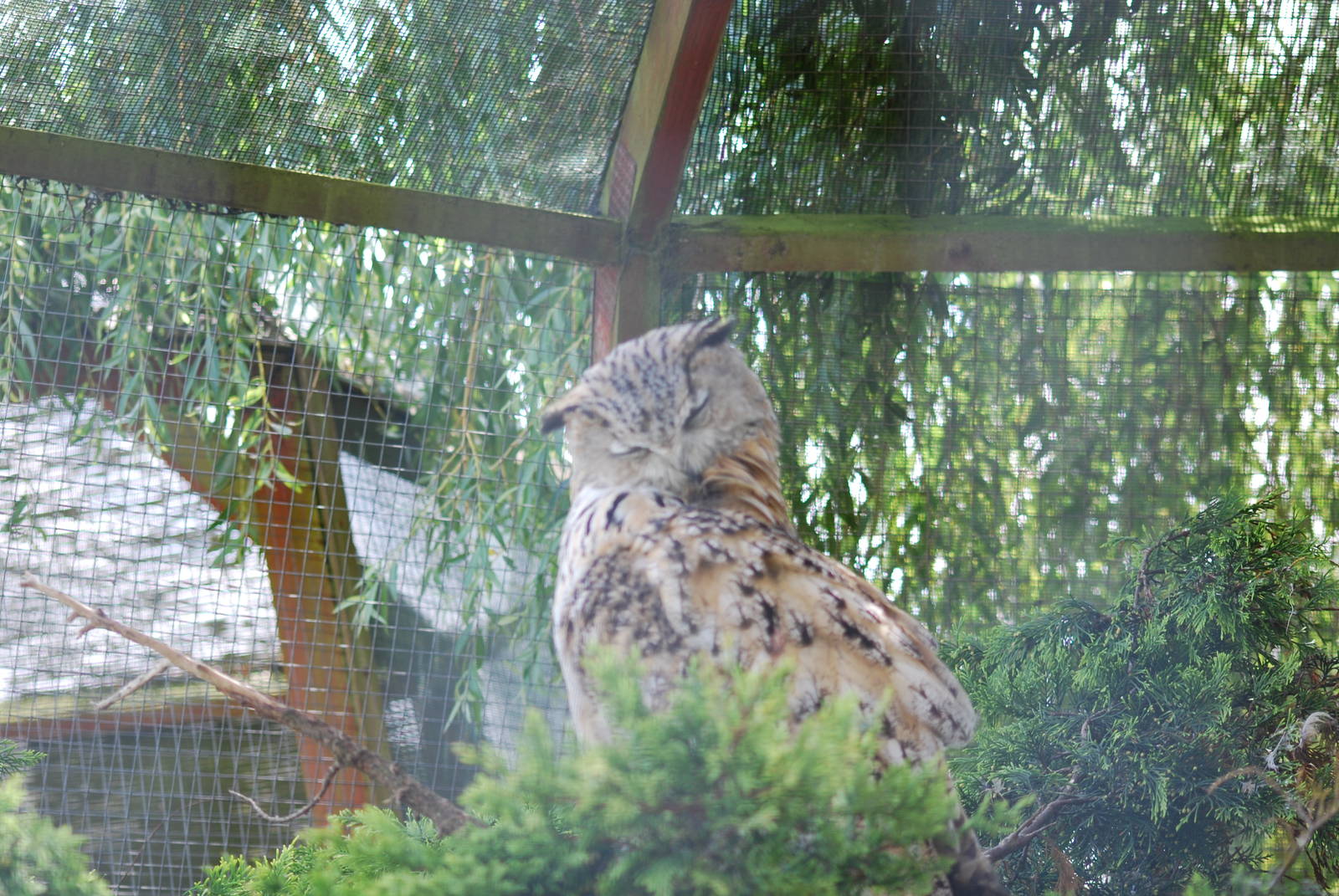 Eagle Owl?