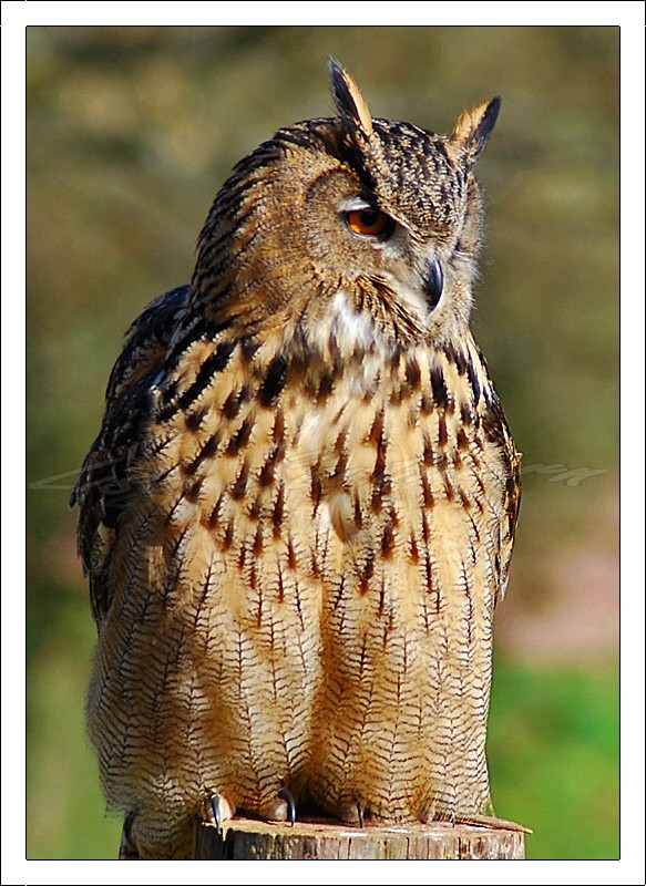Eagle Owl