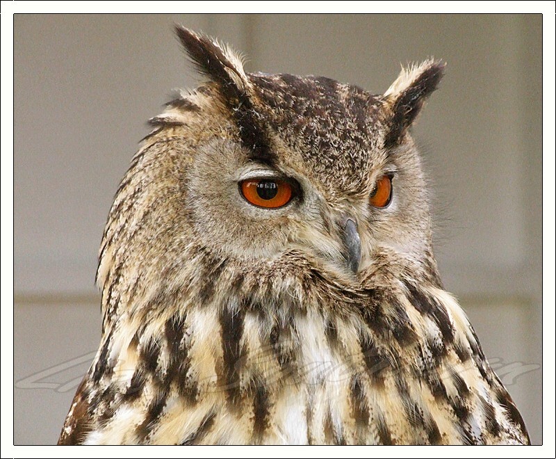 Eagle Owl