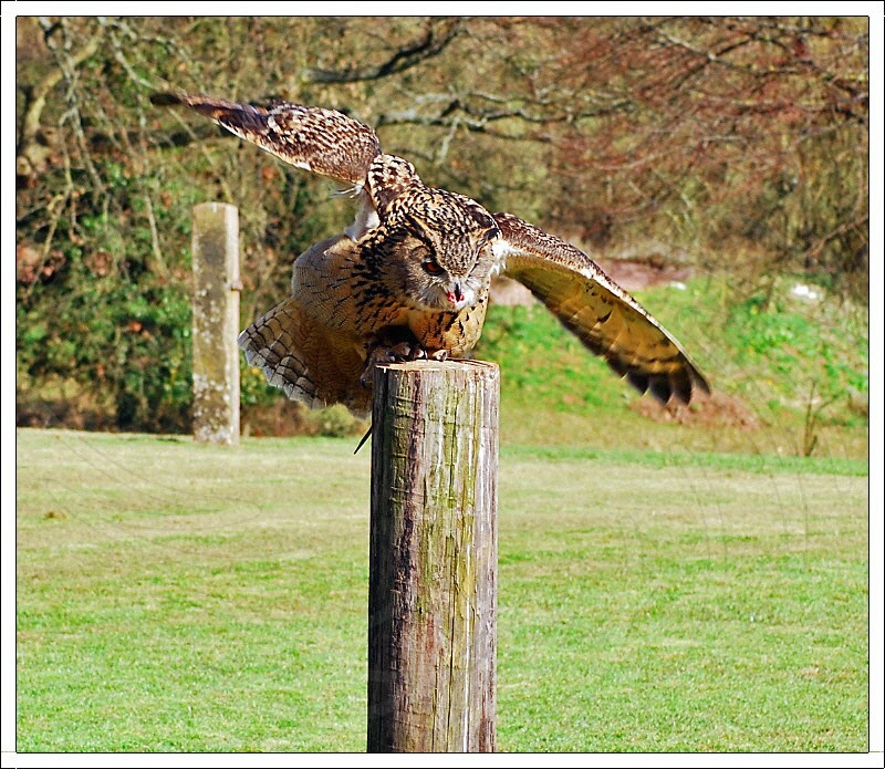 Eagle Owl