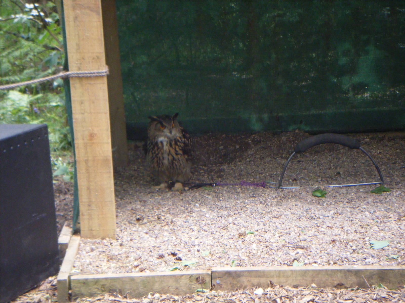 Eagle Owl