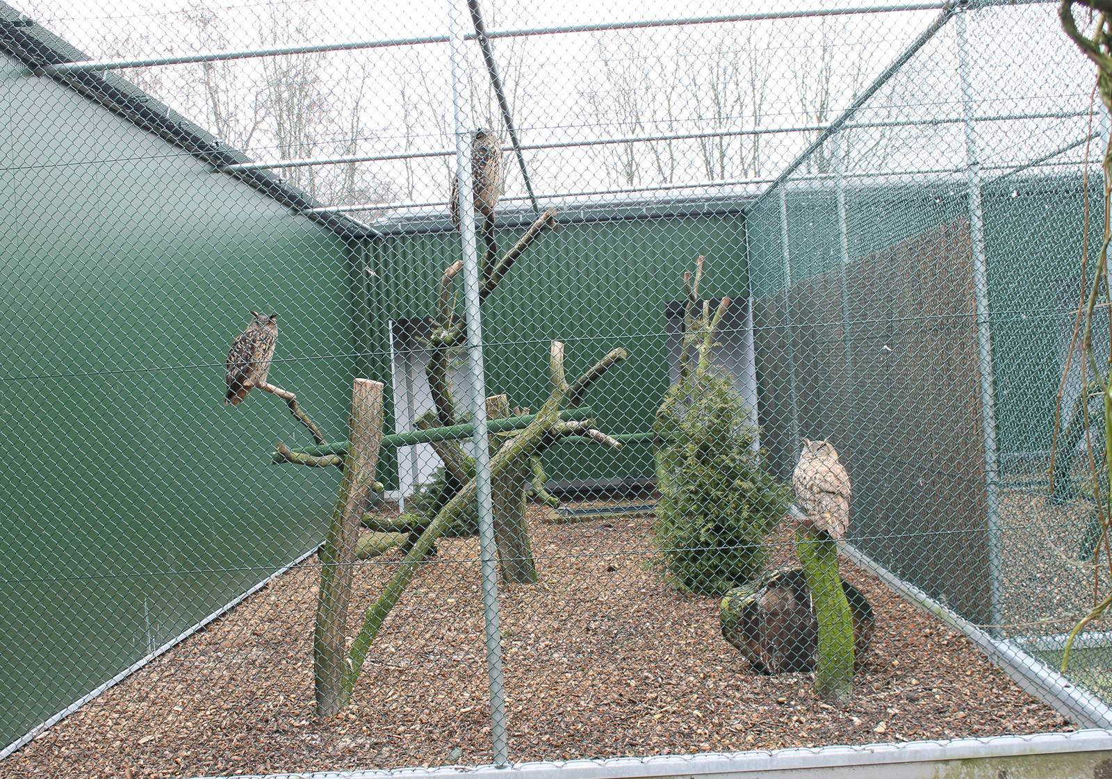 Eagle owls in new aviary