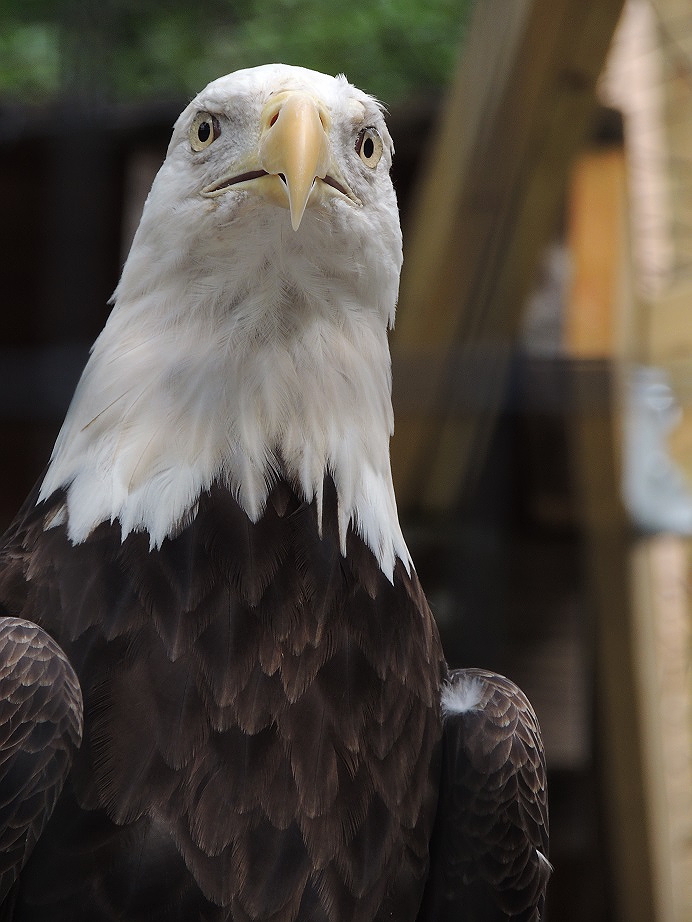 eagle philadelphia zoo