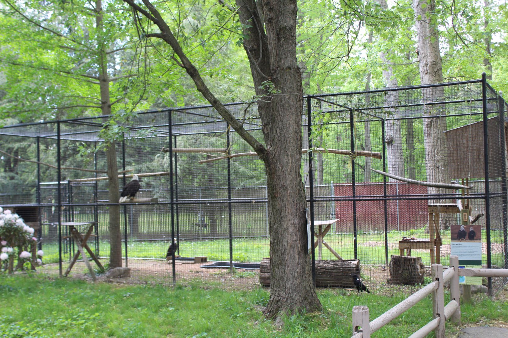 Eagle & Raven Aviary
