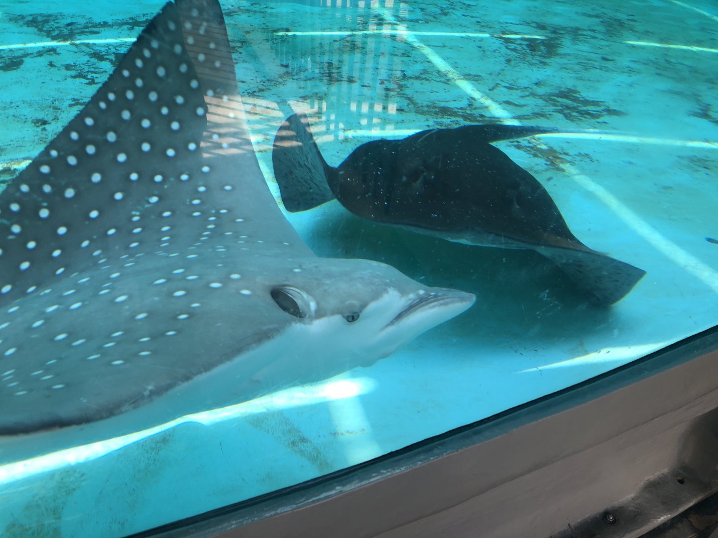 Eagle Ray and Mangrove Ray