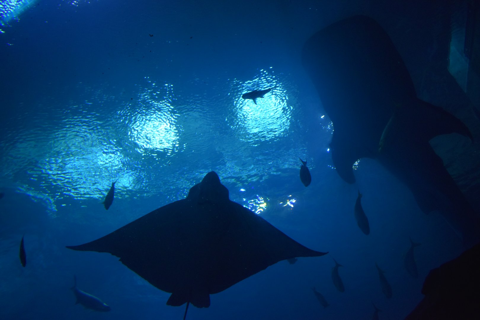 Eagle Ray and Whale Shark