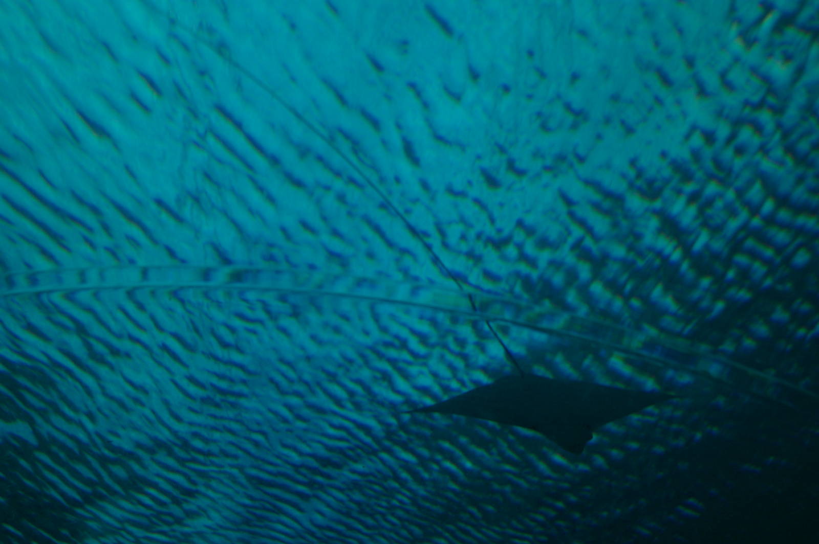 eagle ray, Pattaya Underwater World (Thailand)