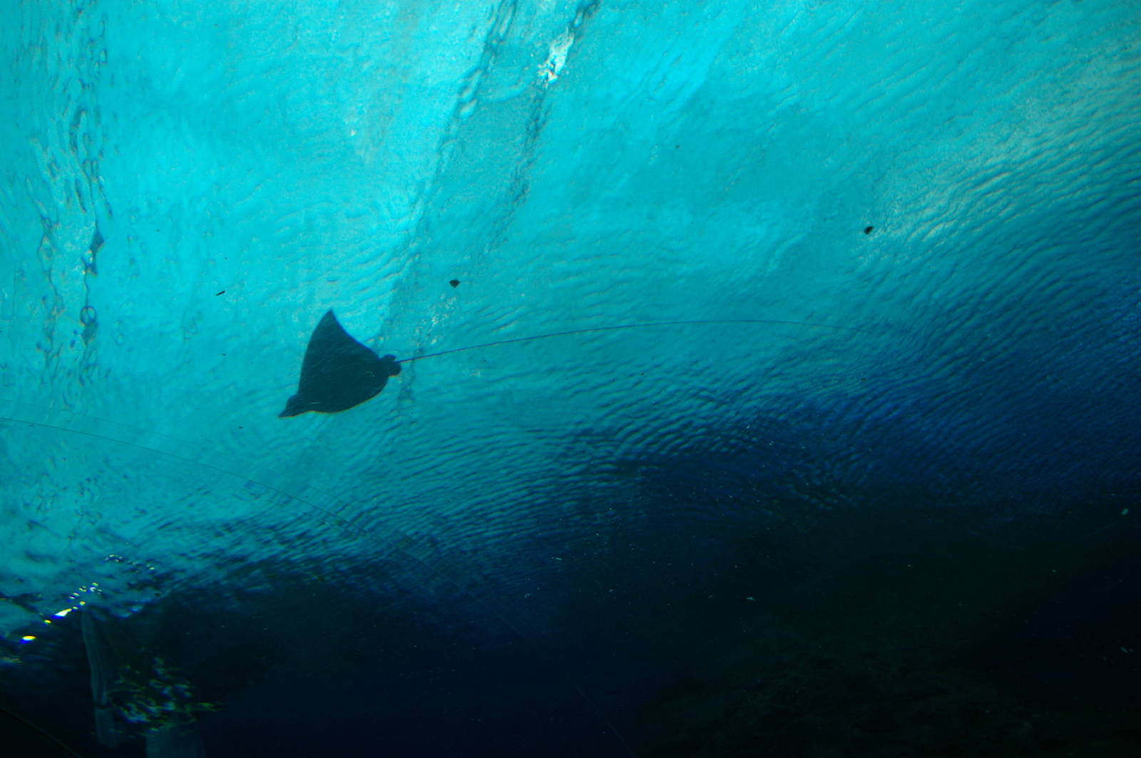 eagle ray, Pattaya Underwater World (Thailand)