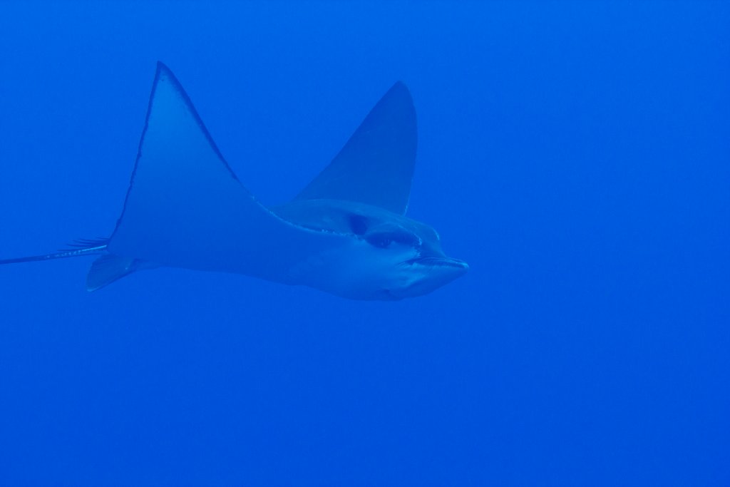 Eagle Ray