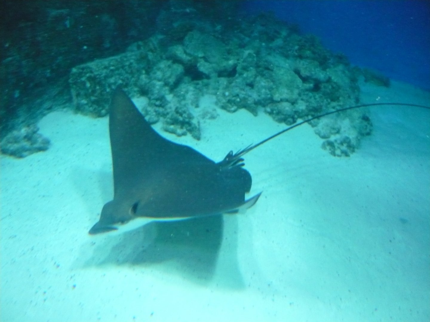 Eagle ray