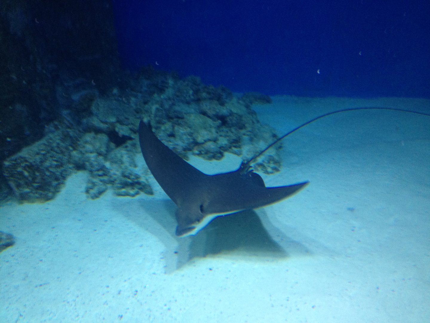 Eagle ray