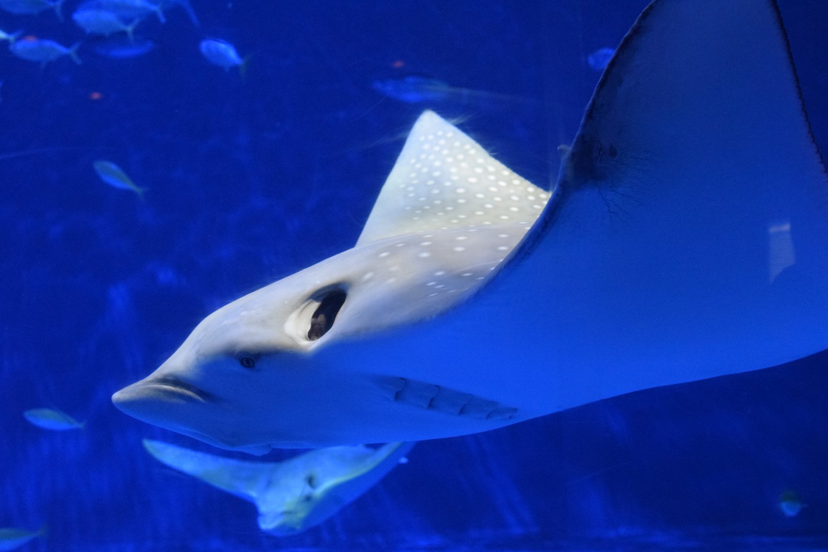 Eagle ray