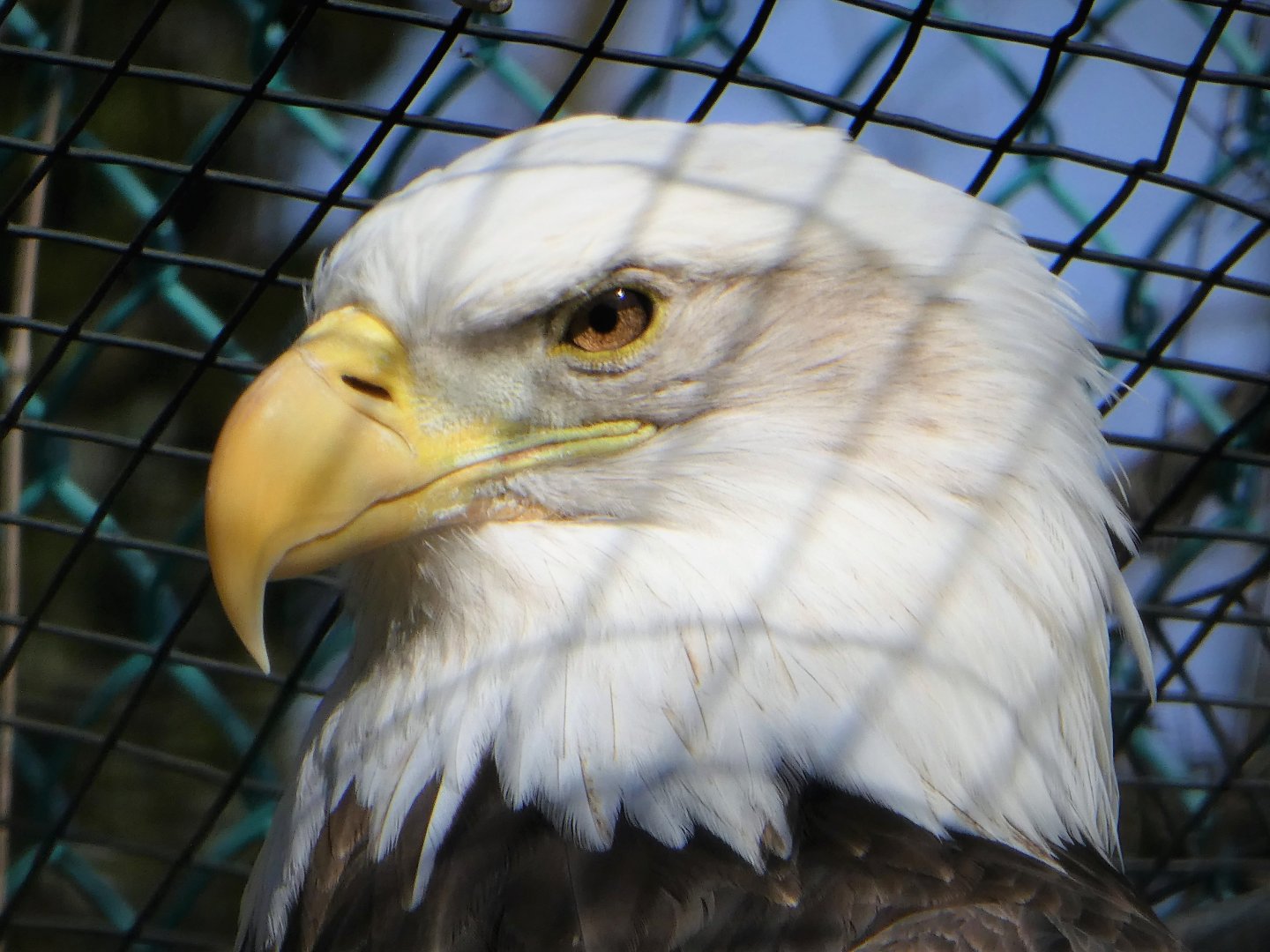 Eagle Ridge - Bald Eagle