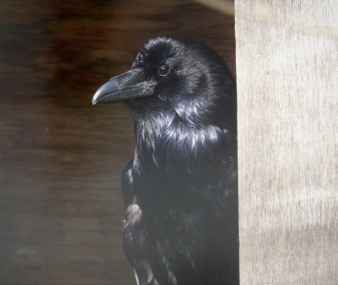 Eagle Ridge - Common Raven