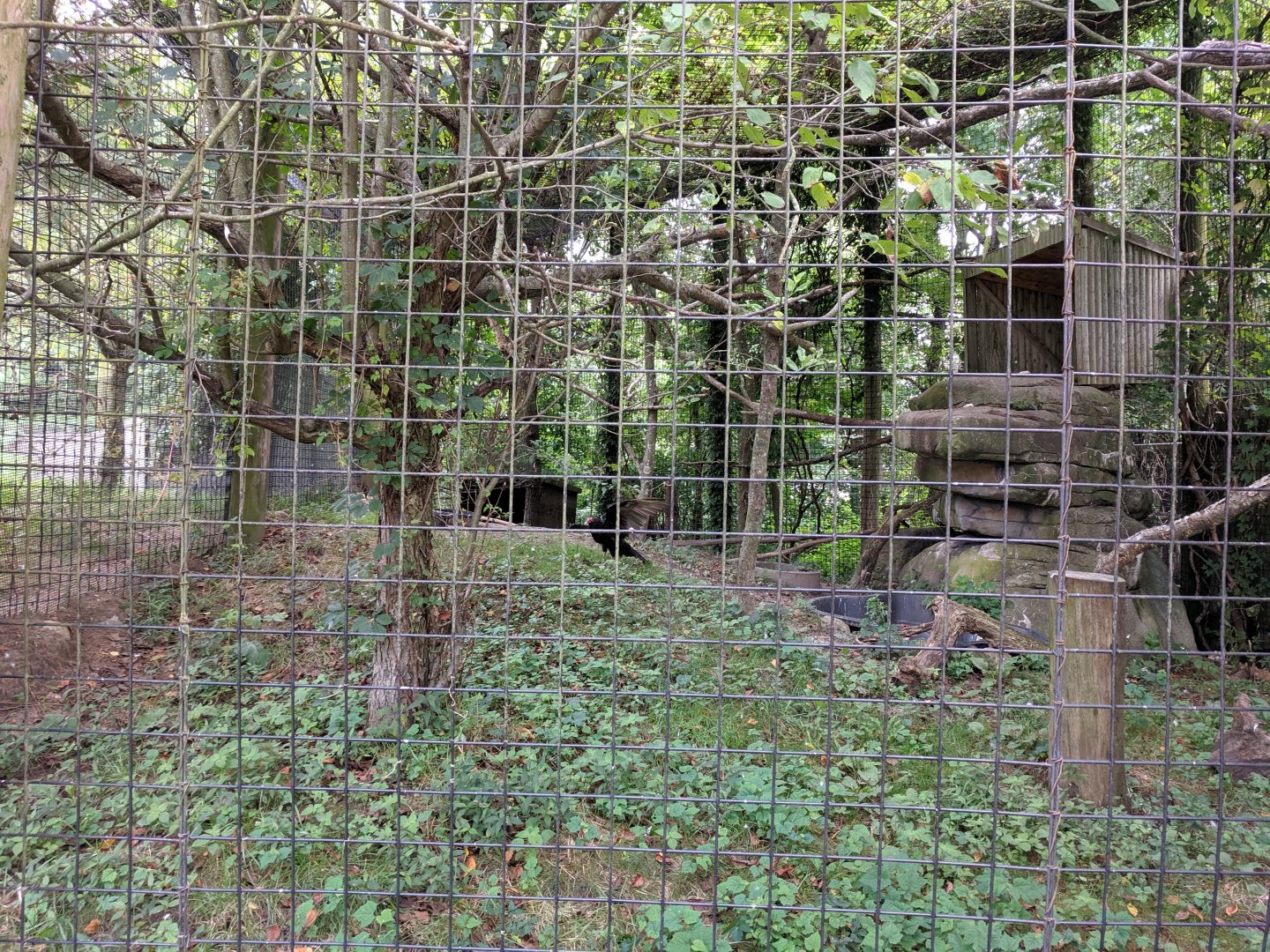 Eagle/Vulture Exhibit