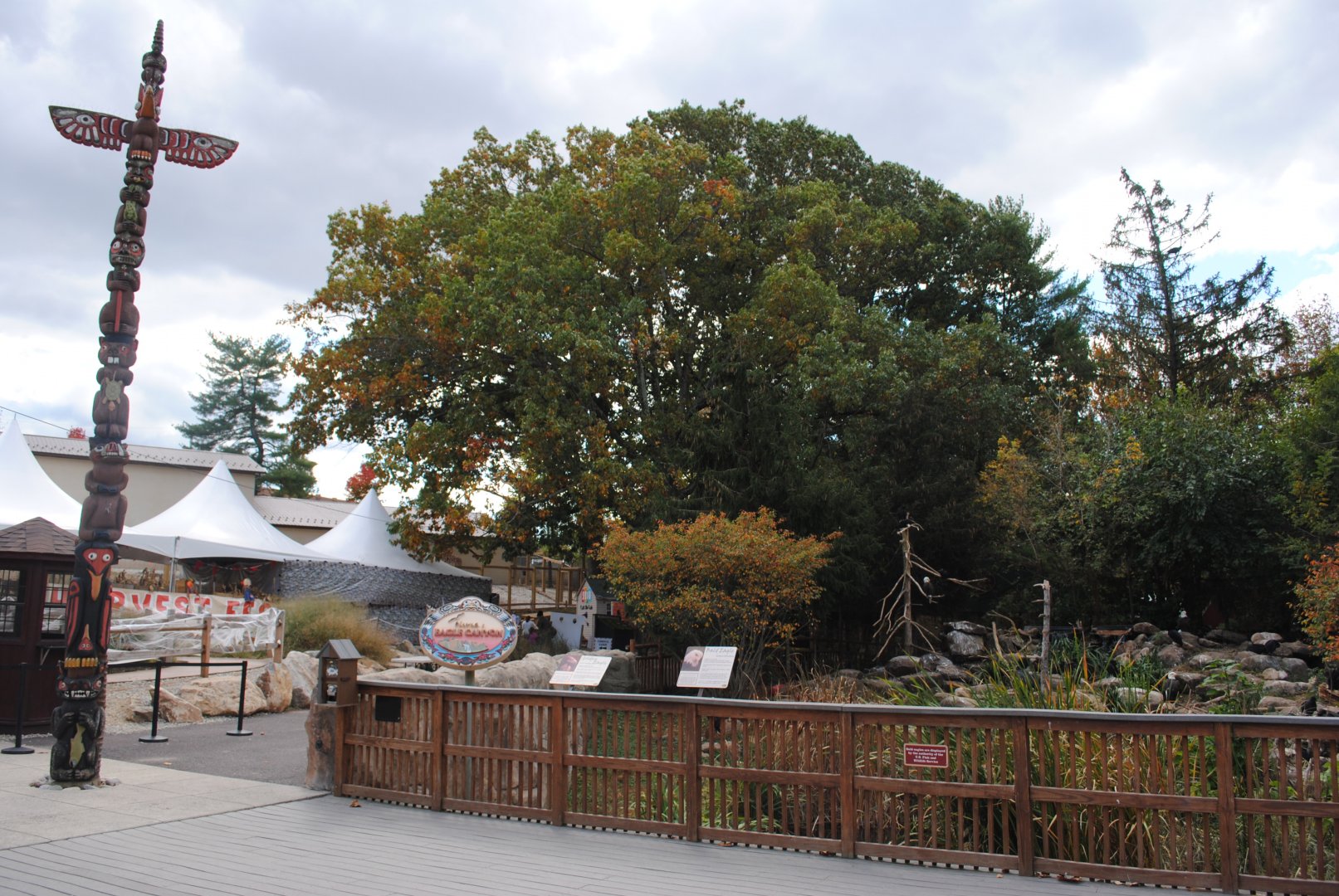 Eagles exhibit (Bald Eagles, Golden Eagles, and lots of wild Black Vultures)