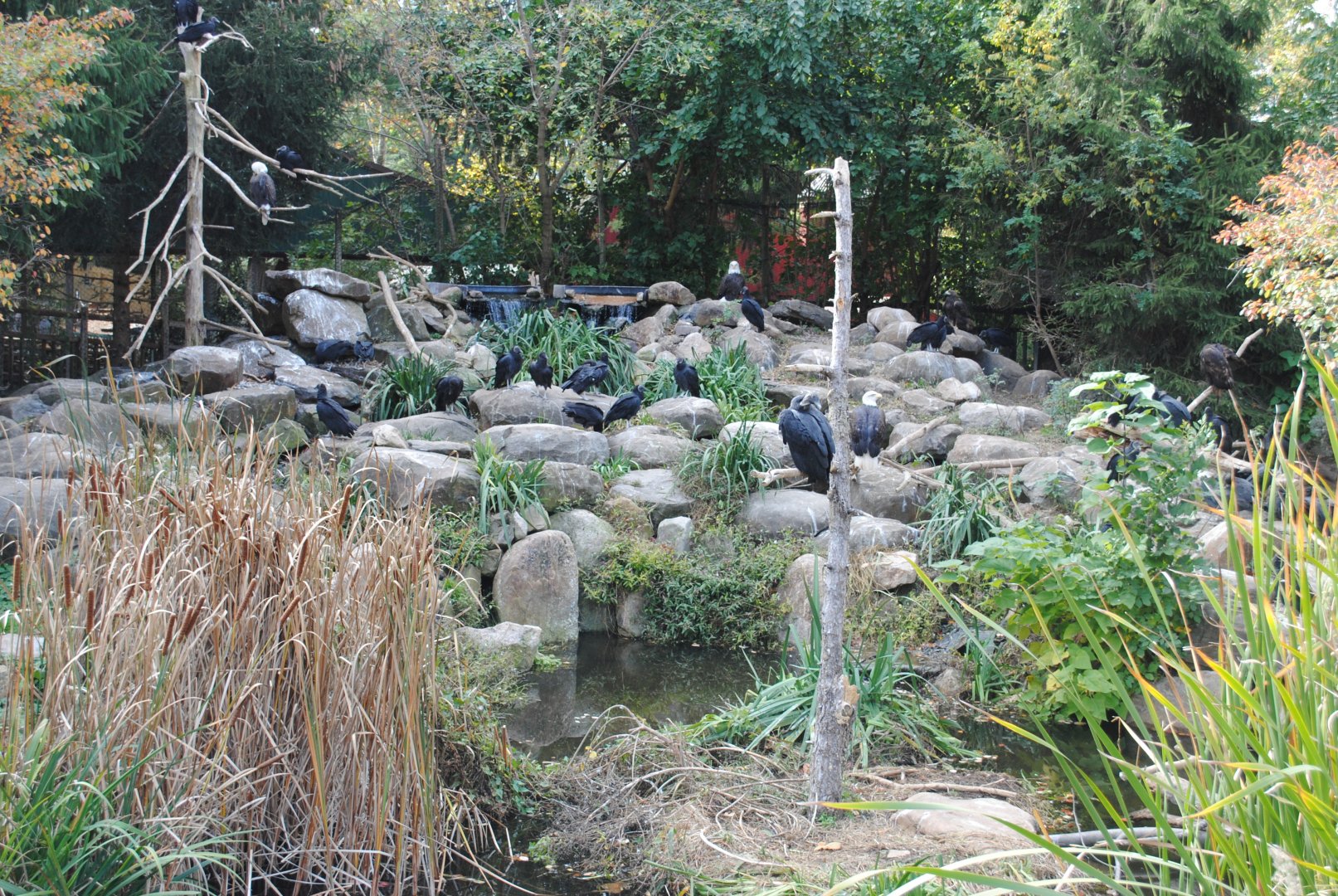 Eagles exhibit (Bald Eagles, Golden Eagles, and lots of wild Black Vultures)