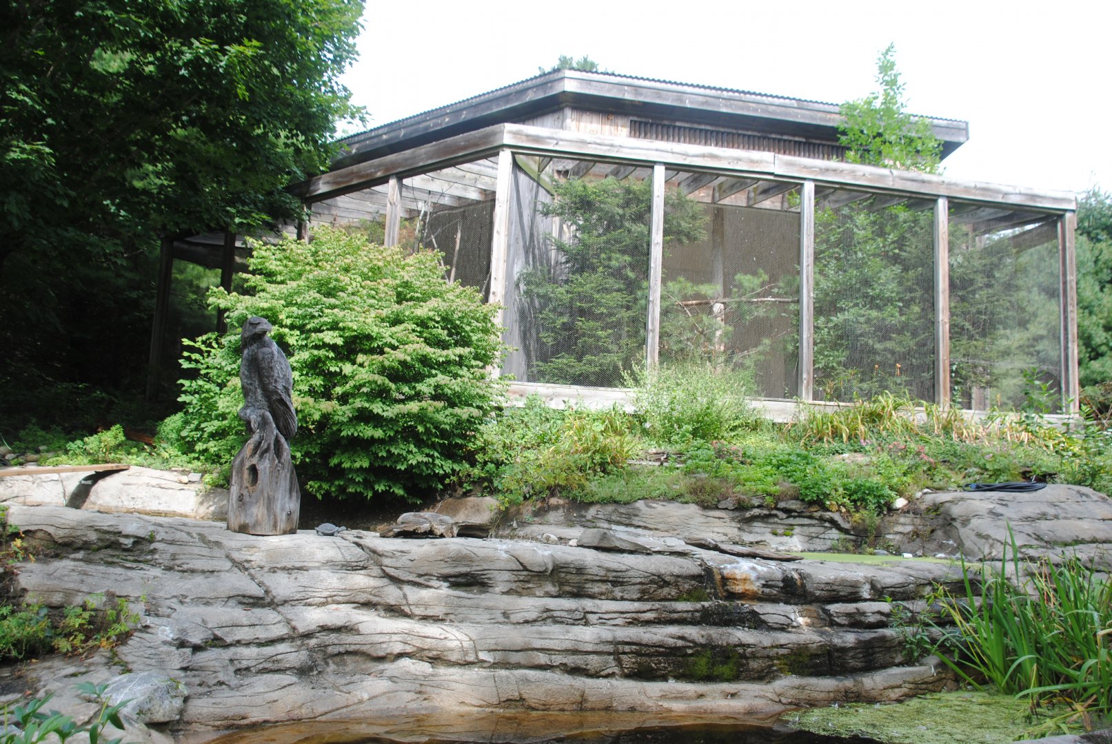 Eagles' exhibit (two adjacent exhibits for Bald and Golden Eagle)