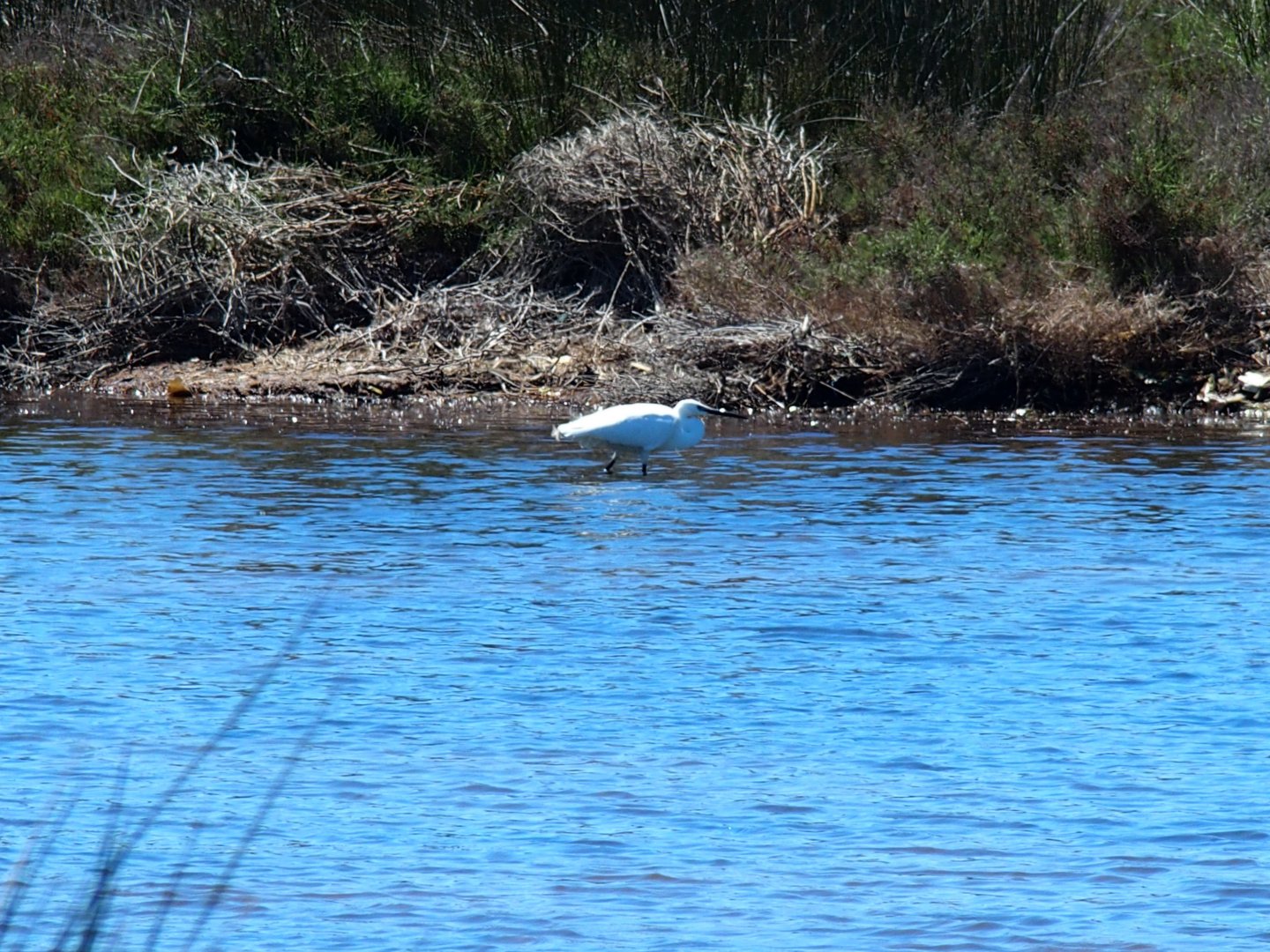 eagret es grau menorca in the lagoon 17th may 2017