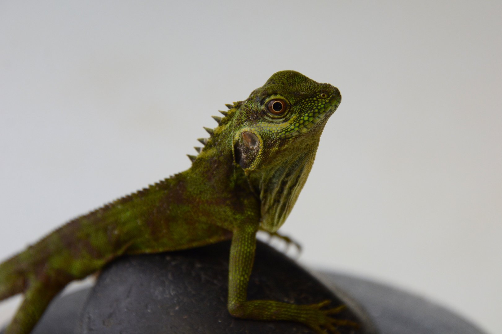 Eared anglehead agama (Hypsilurus auritus)