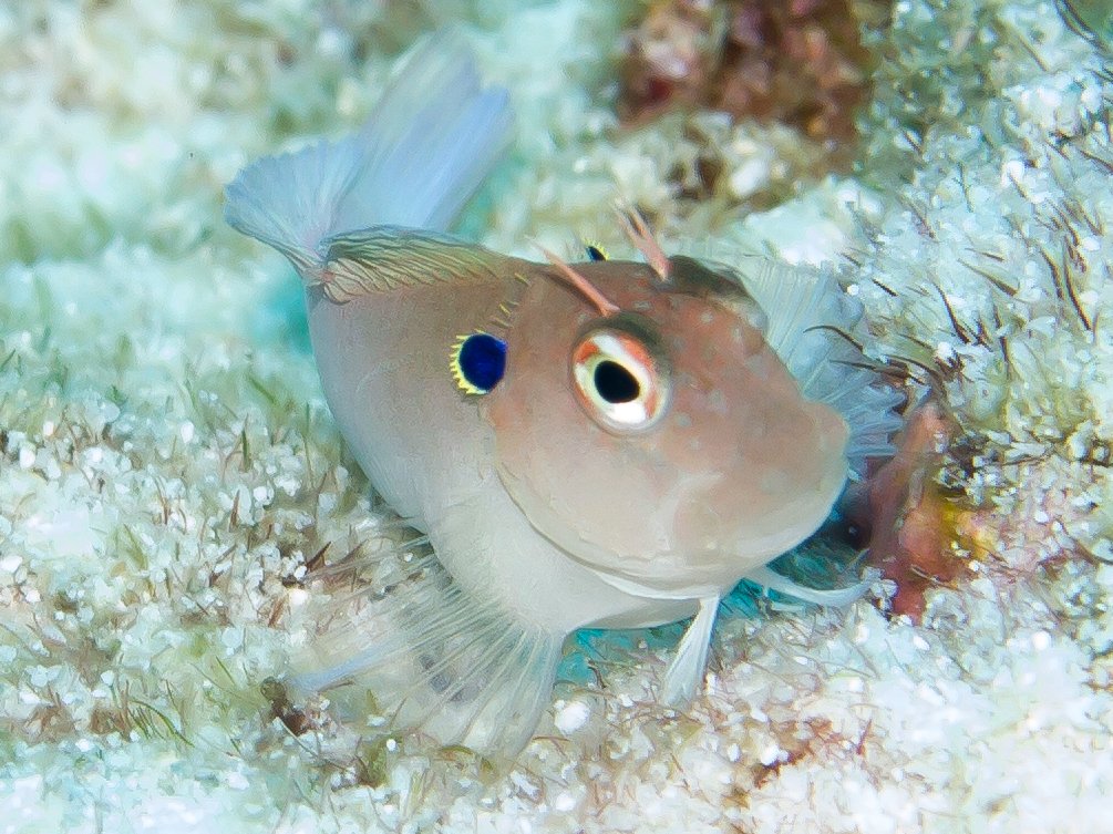 Eared Blenny