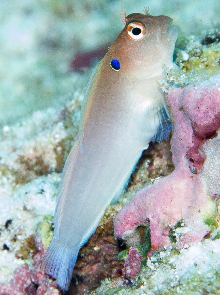 Eared Blenny