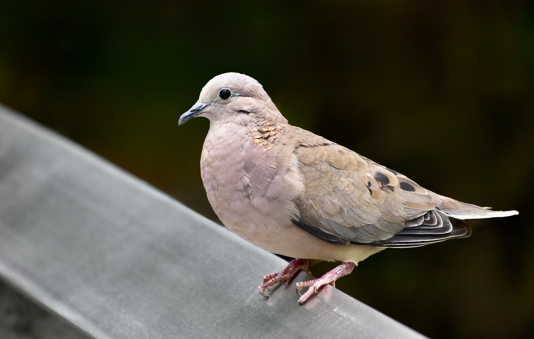 Eared Dove (Zenaida auriculata)