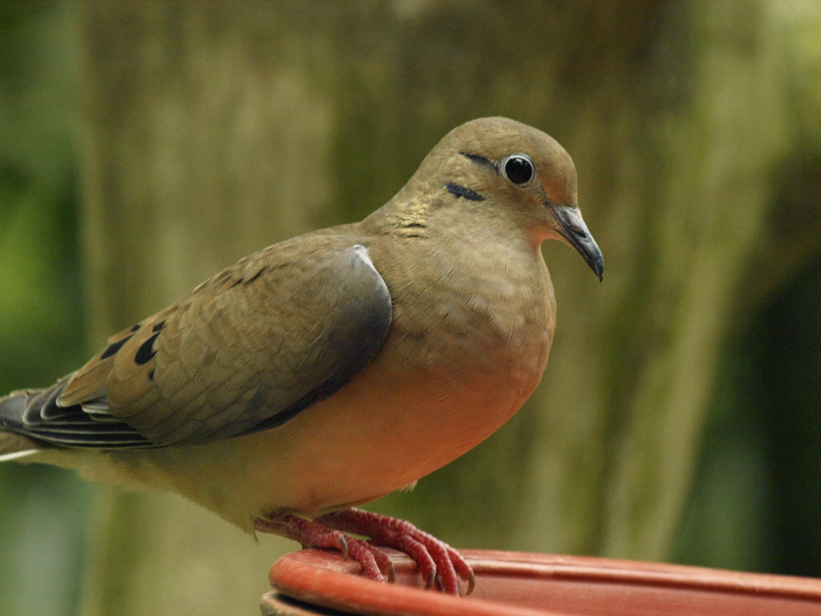 Eared dove