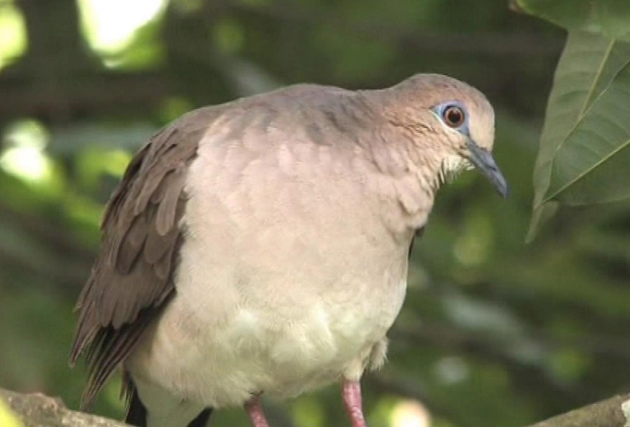 Eared dove