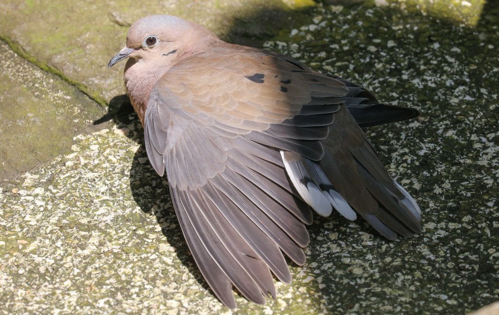 Eared Dove