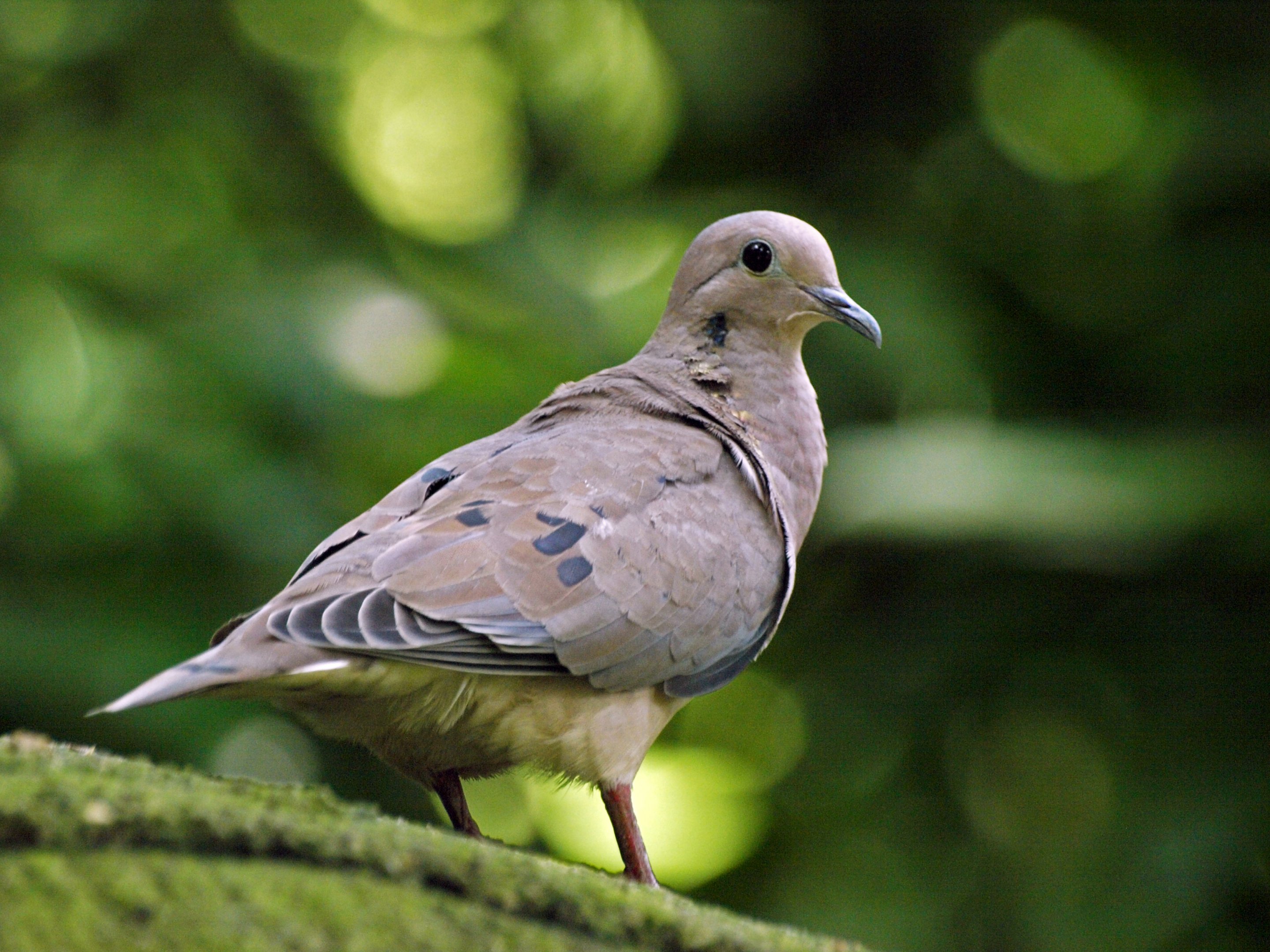 Eared dove