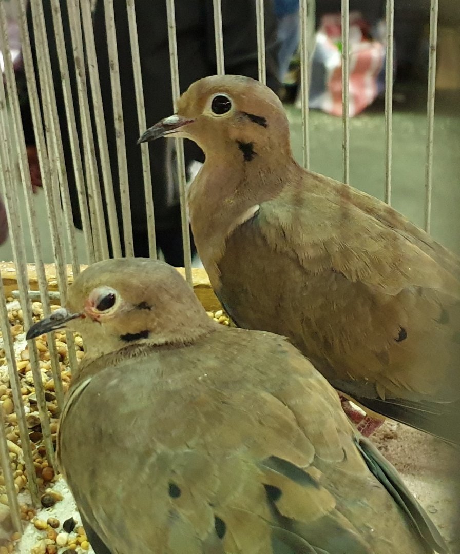 Eared doves - Zenaida auriculata