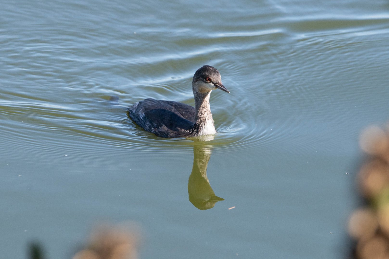 Eared Grebe- (Podiceps nigricollis californicus)