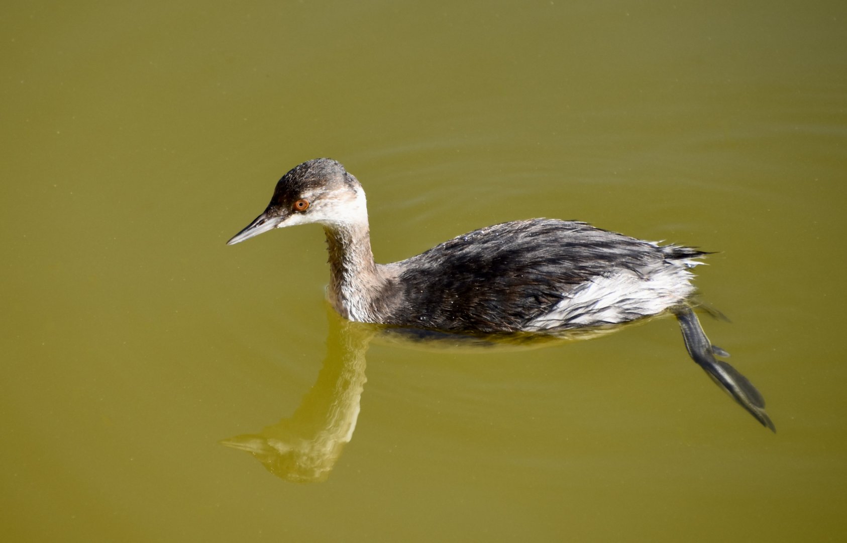 Eared Grebe (Podiceps nigricollis californicus)