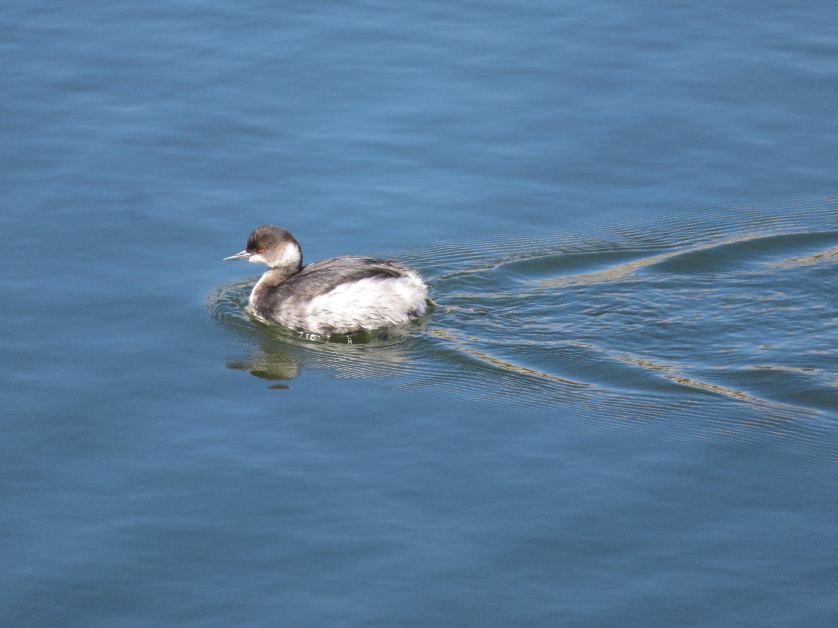 Eared Grebe
