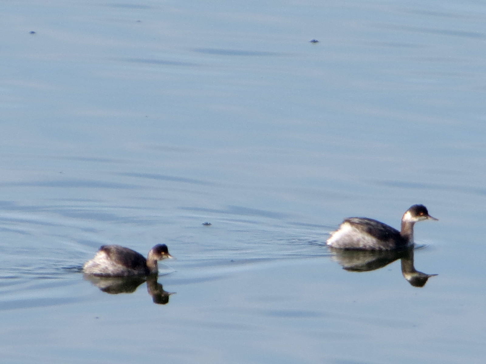 Eared Grebes