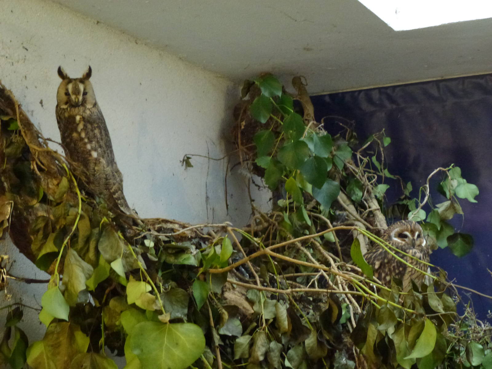 'Eared' owls, November 2013.