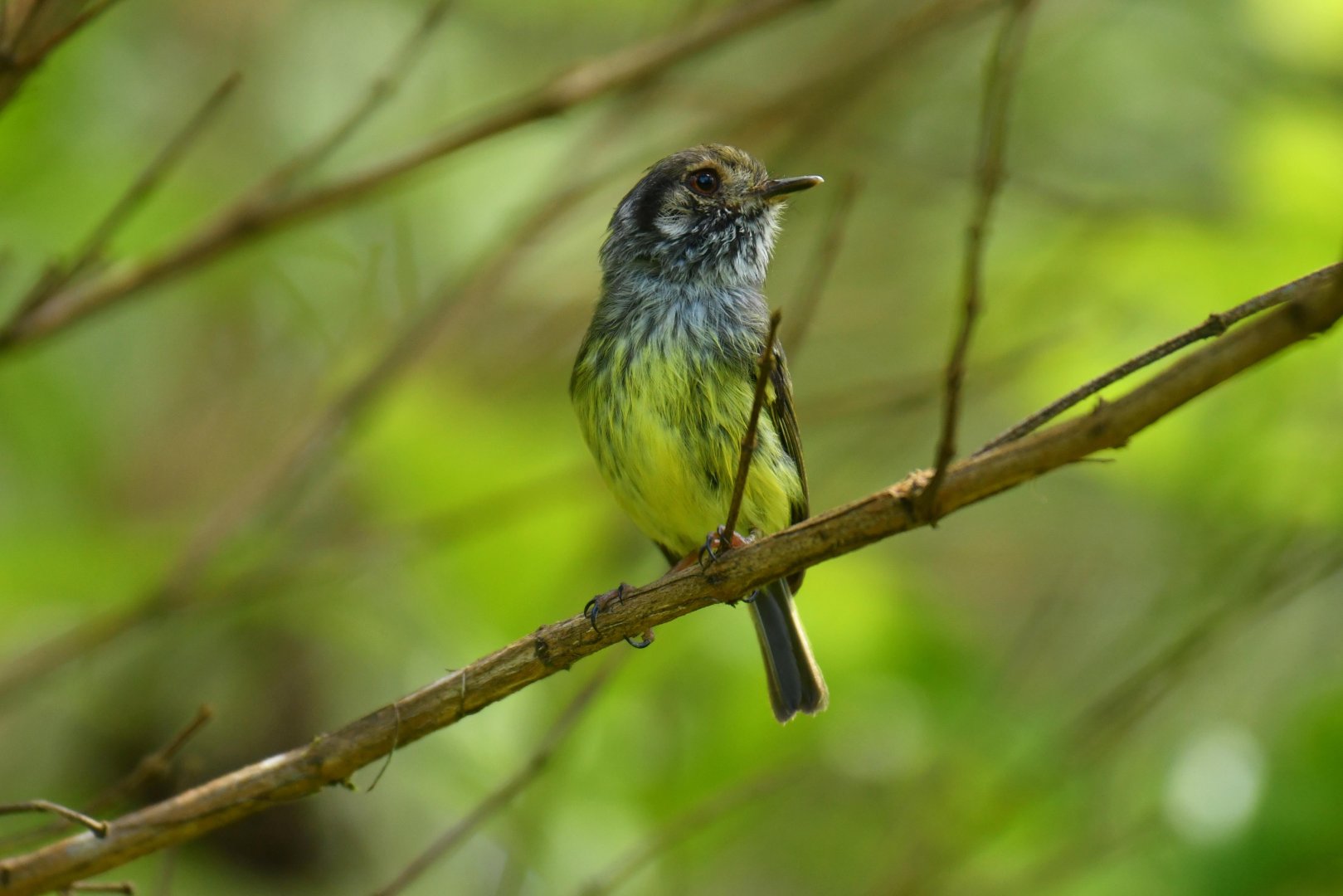 Eared pygmy tyrant (Myiornis auricularis)