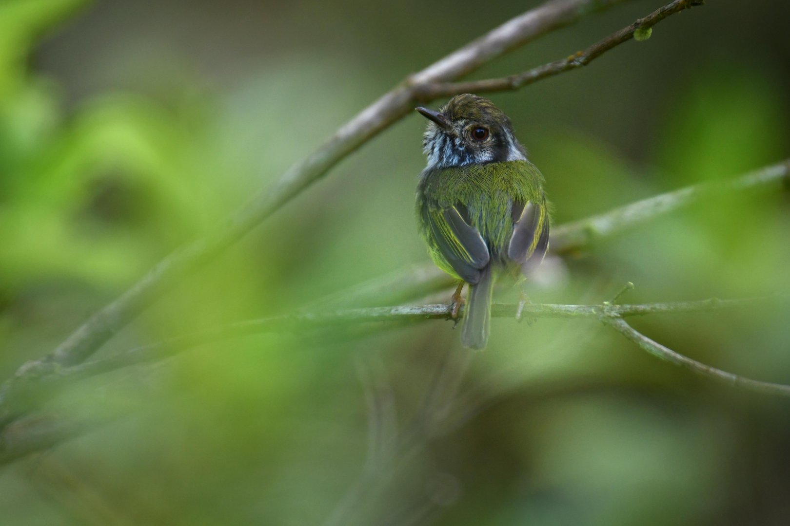 Eared pygmy tyrant (Myiornis auricularis)